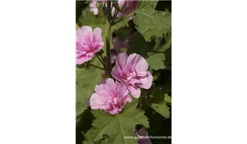 Gartenbaumschule Becker