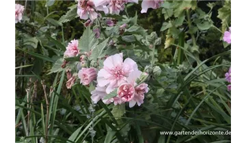 Gartenbaumschule Becker