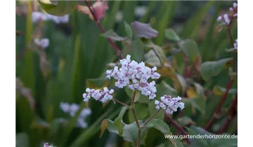 Gartenbaumschule Becker