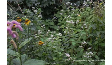 Gartenbaumschule Becker