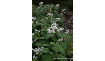 Gartenbaumschule Becker