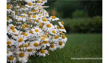 Gartenbaumschule Becker