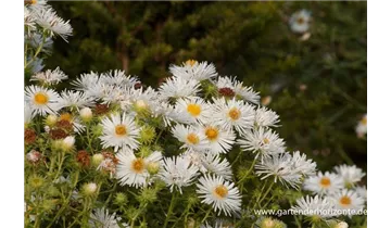 Gartenbaumschule Becker