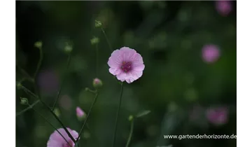 Gartenbaumschule Becker