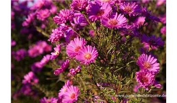 Gartenbaumschule Becker