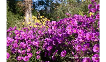 Gartenbaumschule Becker