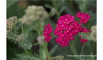 Gartenbaumschule Becker