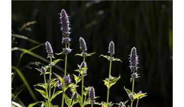 Gartenbaumschule Becker