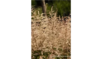 Gartenbaumschule Becker