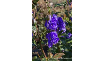 Gartenbaumschule Becker