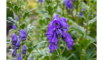 Gartenbaumschule Becker