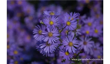 Gartenbaumschule Becker