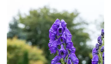 Gartenbaumschule Becker