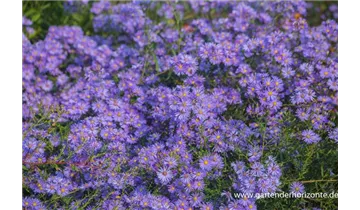 Gartenbaumschule Becker