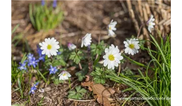 Gartenbaumschule Becker