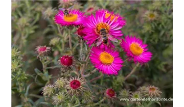 Gartenbaumschule Becker
