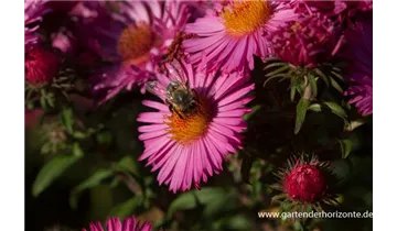 Gartenbaumschule Becker