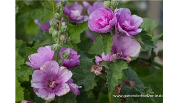 Gartenbaumschule Becker
