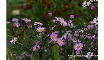 Gartenbaumschule Becker