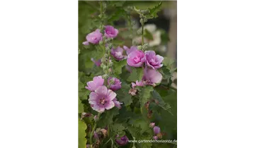 Gartenbaumschule Becker