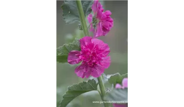 Gartenbaumschule Becker