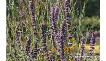 Gartenbaumschule Becker