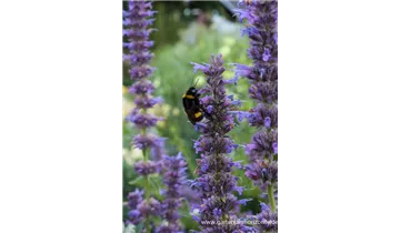 Gartenbaumschule Becker