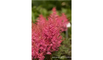 Gartenbaumschule Becker