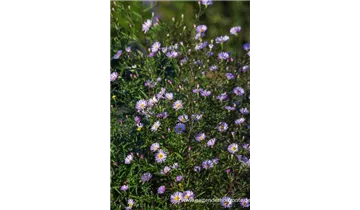 Gartenbaumschule Becker