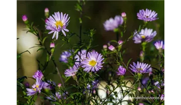 Gartenbaumschule Becker