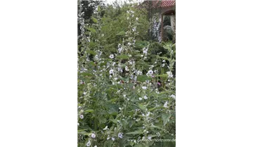 Gartenbaumschule Becker