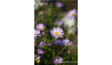 Gartenbaumschule Becker