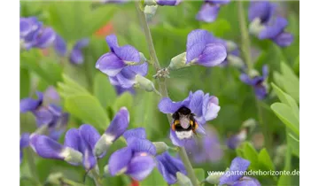 Gartenbaumschule Becker