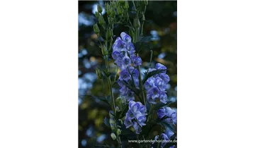 Gartenbaumschule Becker