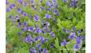 Gartenbaumschule Becker