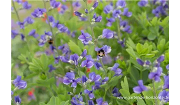 Gartenbaumschule Becker