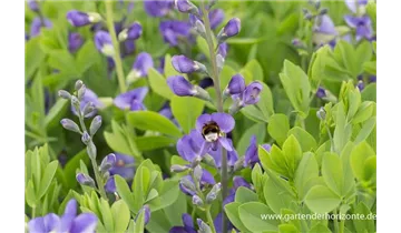 Gartenbaumschule Becker