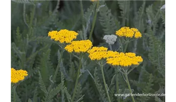 Gartenbaumschule Becker