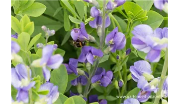 Gartenbaumschule Becker