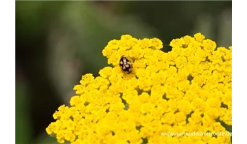 Gartenbaumschule Becker
