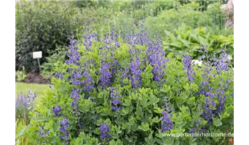 Gartenbaumschule Becker