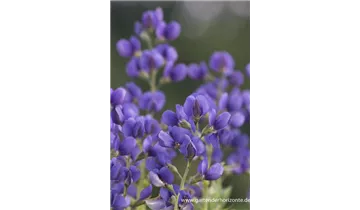 Gartenbaumschule Becker