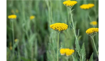 Gartenbaumschule Becker