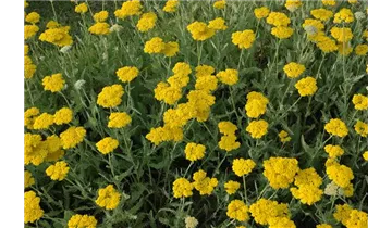 Gartenbaumschule Becker