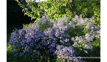 Gartenbaumschule Becker