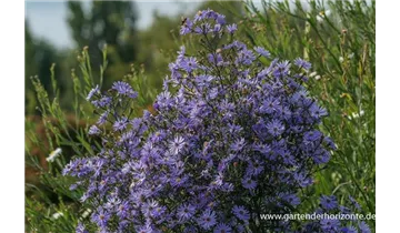 Gartenbaumschule Becker