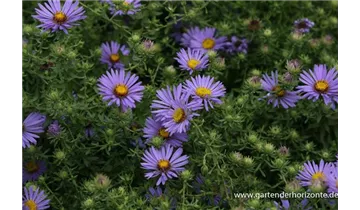 Gartenbaumschule Becker