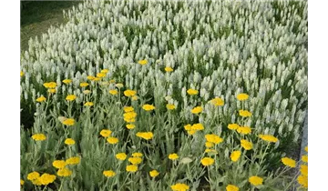 Gartenbaumschule Becker