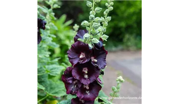 Gartenbaumschule Becker