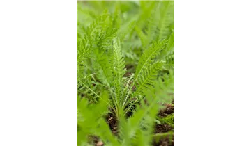 Gartenbaumschule Becker